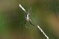 Argiope dang