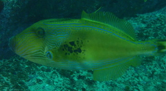 Meuschenia freycineti
