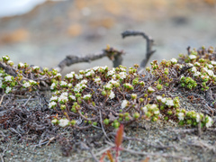 Pimelea prostrata