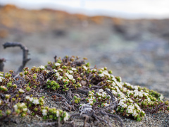 Pimelea prostrata