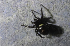 Steatoda paykulliana