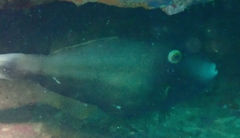 Eubalichthys bucephalus