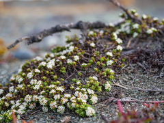 Pimelea prostrata