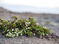 Pimelea prostrata