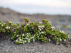 Pimelea prostrata