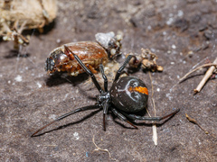 Latrodectus katipo