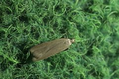 Acompsia cinerella