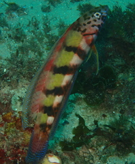 Eupetrichthys angustipes