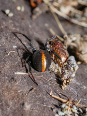 Latrodectus katipo