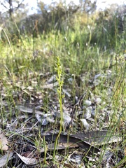 Prasophyllum gracile