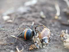 Latrodectus katipo