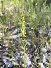 Prasophyllum gracile