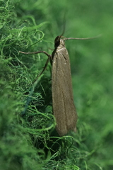 Acompsia cinerella