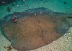 Trygonoptera imitata