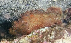 Scorpaena jacksoniensis