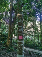 Dipterocarpus retusus