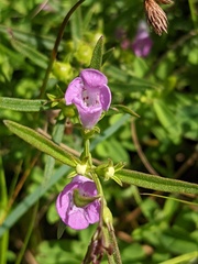 Agalinis neoscotica