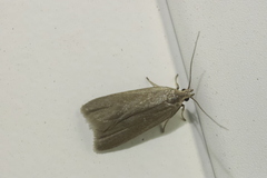 Acompsia cinerella