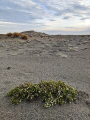 Pimelea prostrata
