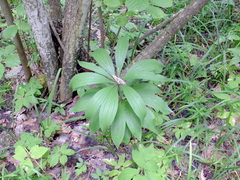 Lilium martagon