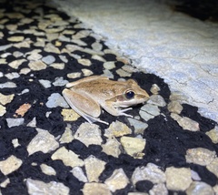 Pelodryadidae