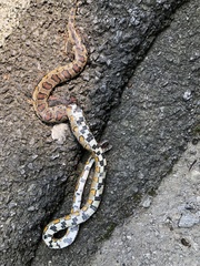 Pantherophis guttatus