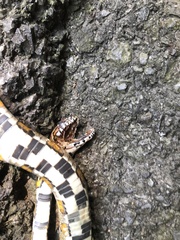 Pantherophis guttatus