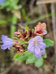 Lobostemon fruticosus