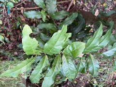 Capparis micracantha