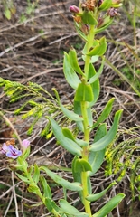Lobostemon fruticosus