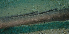 Trygonoptera imitata
