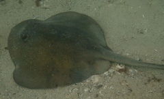 Trygonoptera imitata