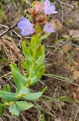 Lobostemon fruticosus