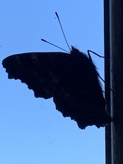 Nymphalis polychloros