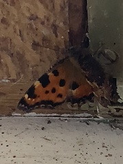 Nymphalis polychloros