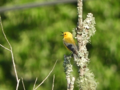 Protonotaria citrea