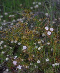 Drosera macrantha