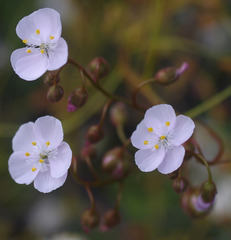 Drosera macrantha