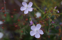 Drosera macrantha