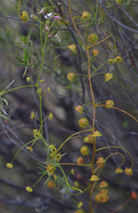 Drosera macrantha