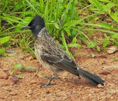 Pycnonotus cafer