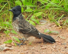 Pycnonotus cafer