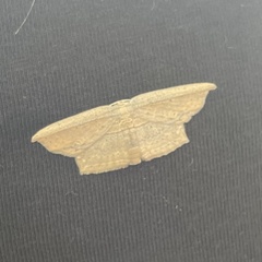 Phalacra vidhisara