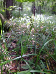 Carex pilosa