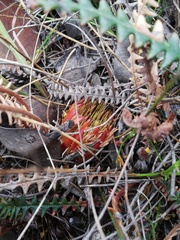 Banksia obtusa