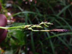 Carex pilosa