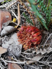 Banksia obtusa