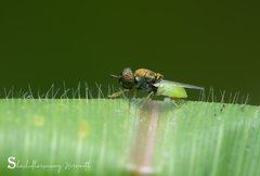 Oplodontha rubrithorax