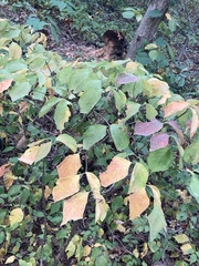 Hamamelis virginiana