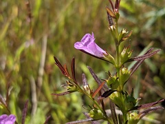 Agalinis neoscotica